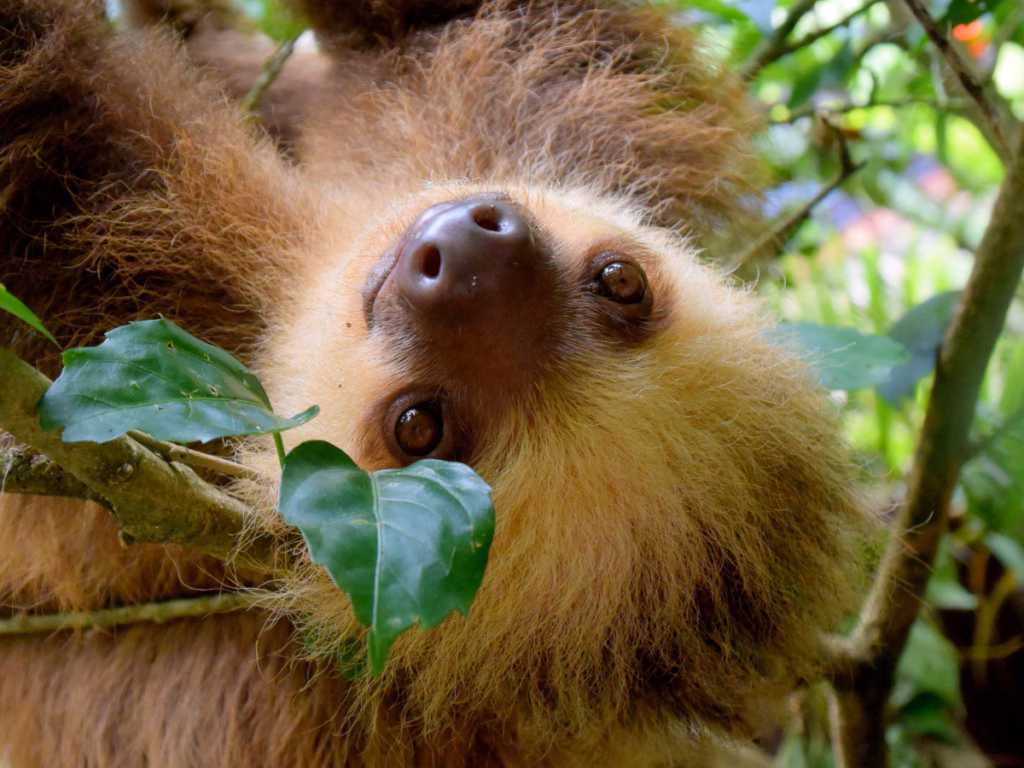 sloth tour in la fortuna